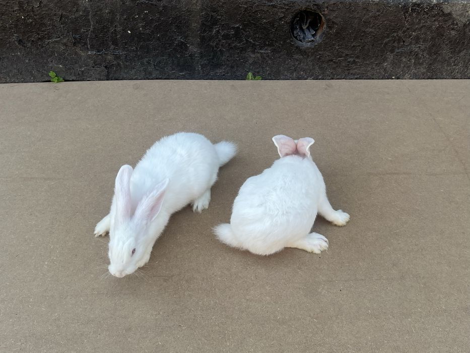 Кролі породи каліфорнійці,термонці,європейська шиншила