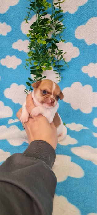 Estupendo mini Chihuahua/Chiuaua de Qualidade.LinhagemRussa