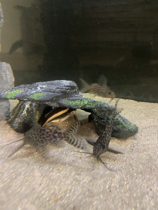 Synodontis eupterus