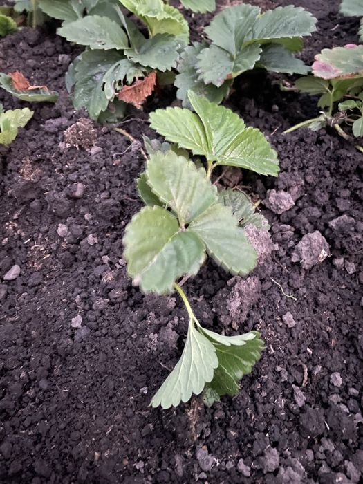 Саджанці полуниці Вікторія