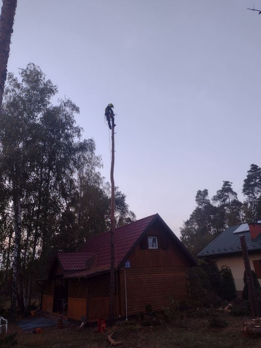 Wycinka drzew metodą linową
