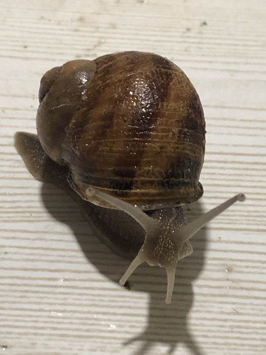 Равлики Helix aspersa Maxima