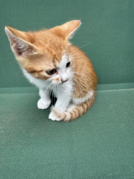 Подаруємо котика хлопчик