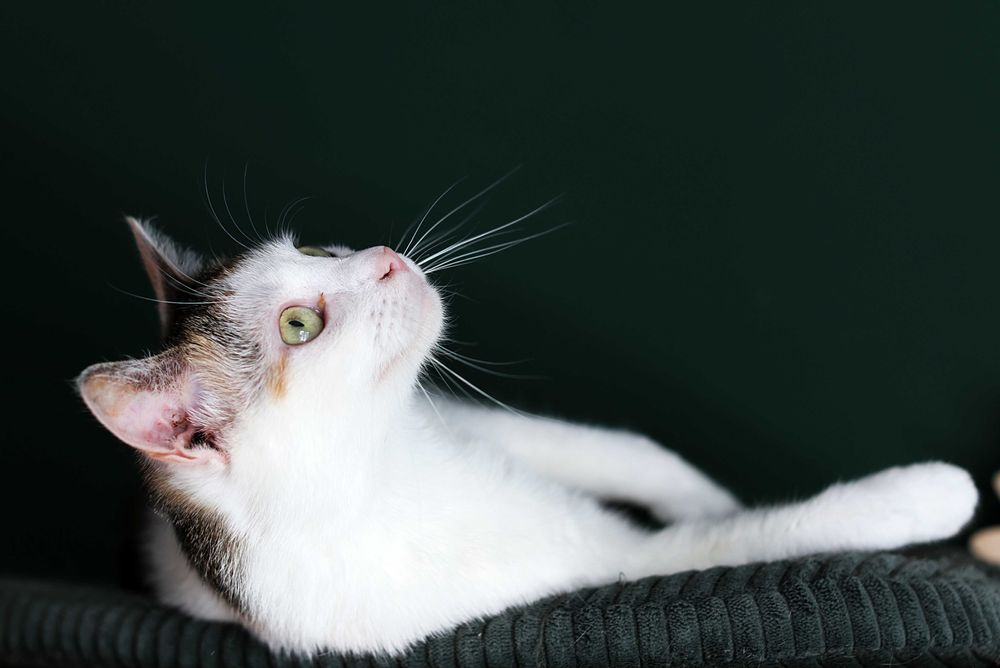 Kocie Modelki poszukują domu dla siebie.