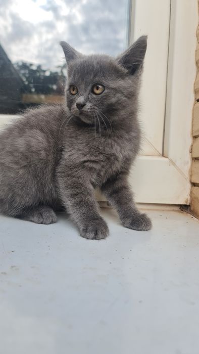 Кицюня красуня блакитного окрасу (кошеня, котик)