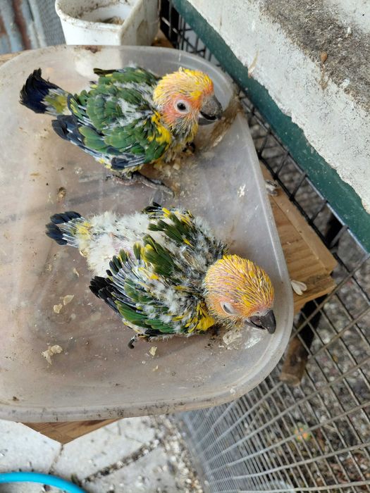 Passaros para venda