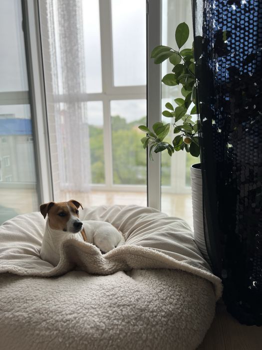 Перетримка собак