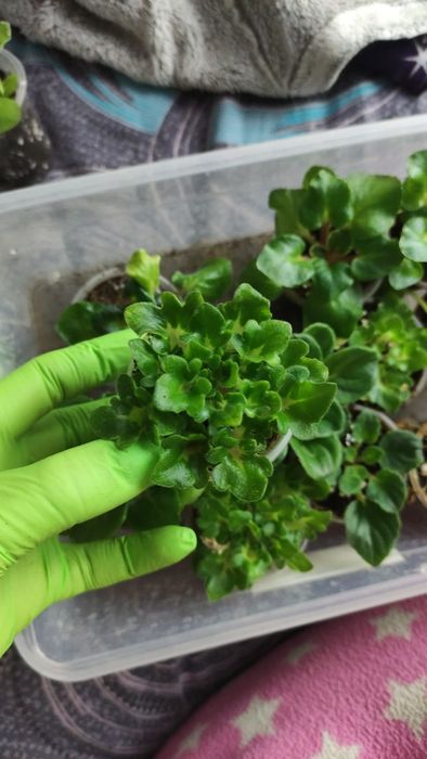 Фіалки дітки , стандарти, міні