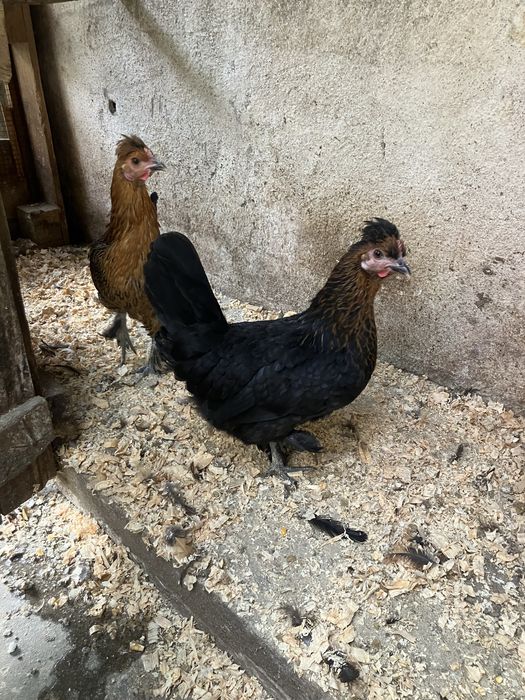 Paduanas nascidas dia 28-04-2026 muito bonitas e saudaveis o macho já canta vendo o trio por 20€ cada uma!