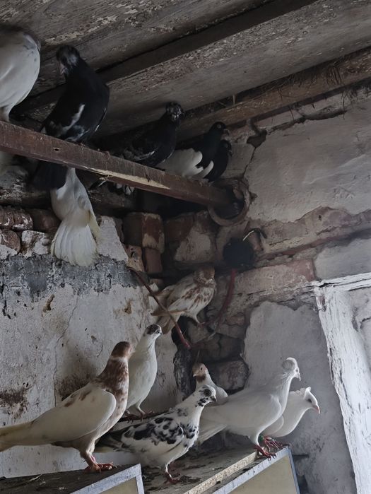 Winerki Budapeszty gołębie rasowe młode