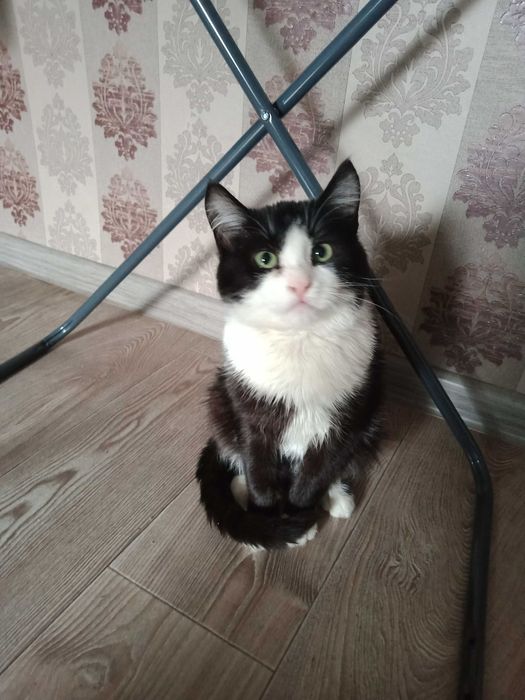 Віддам котика в хороші руки