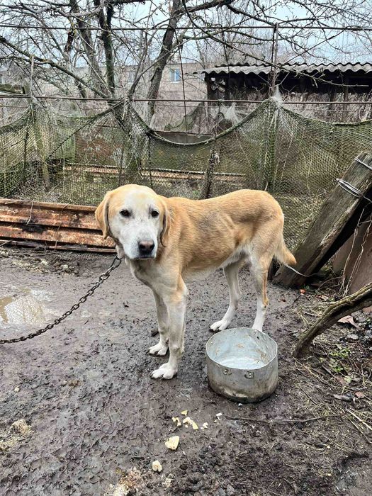 Мисливські Собаки