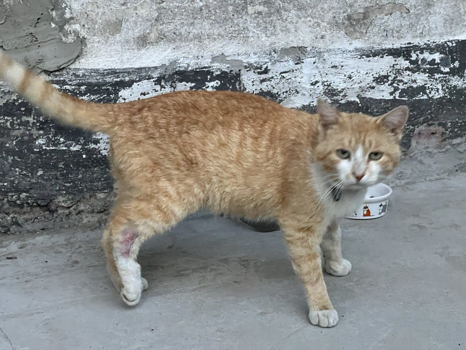 віддам кота в родину
