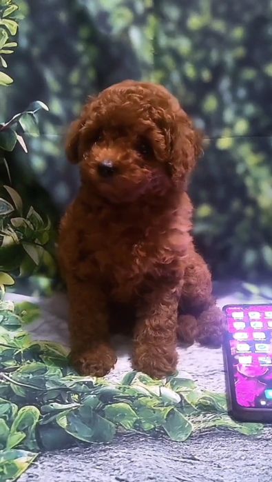 Міні крихітка той пудель.