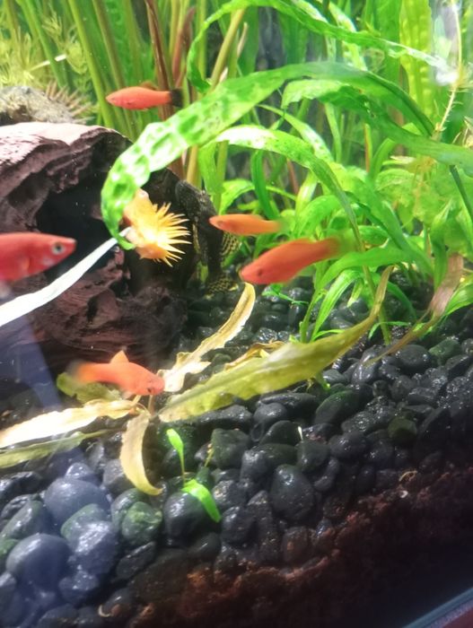 Sprzedam nadwyżkę młodych mieczyków