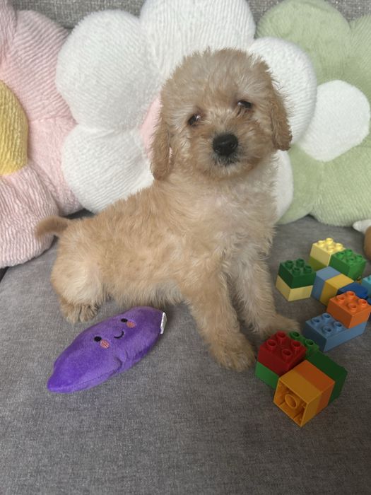 MALTIPOO ładna suczka