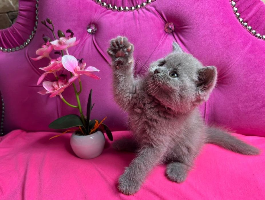 Kot brytyjski krótkowłosy kotka brytyjska zarejestrowana hodowla