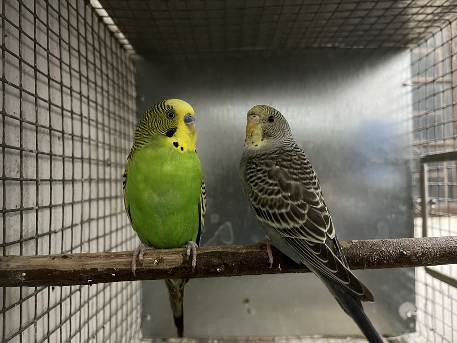 Casais de periquitos