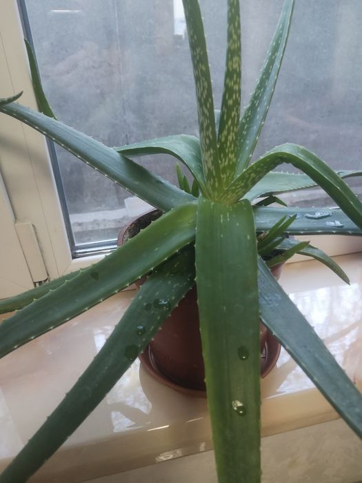 Продам алоэ, растение лечебное, толстянка"денежное дерево" в подарок