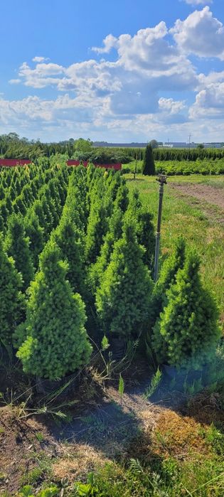 Świerk Biały Conica 30-140 cm poznan wolsztyn konika swierki