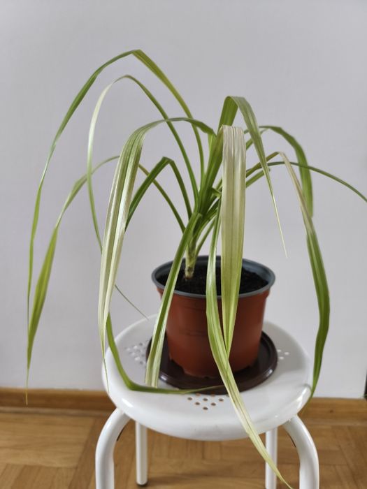 Pandan , młoda roślina
