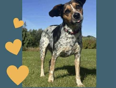 Szukamy Nowego Domu Dla Boni!