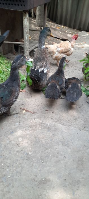 Продам качки-шипуни