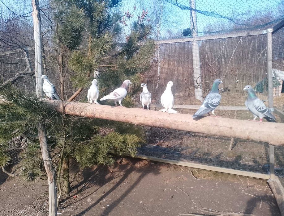 Gołębie na mamki