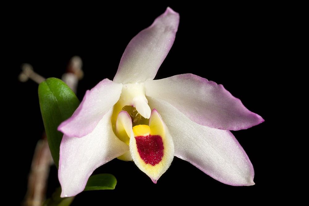 Орхідея Dendrobium Flexicaule