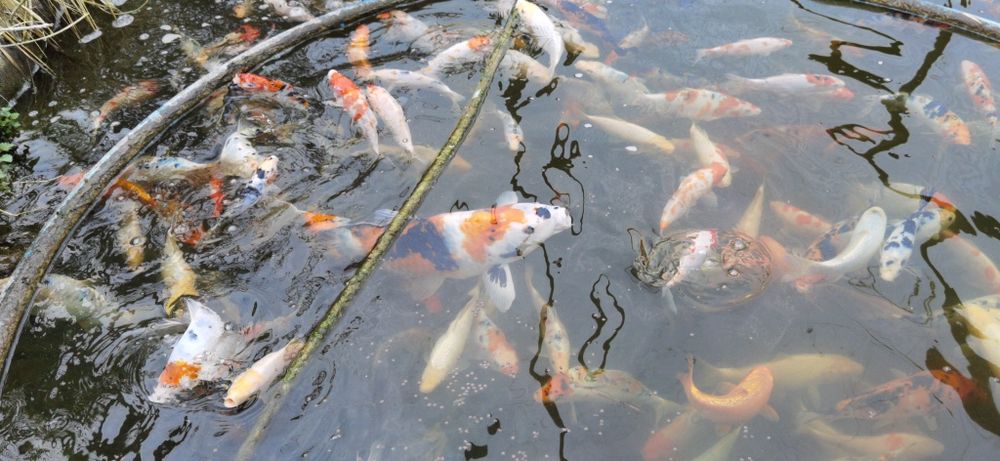 Karp Koi Kohaku Showa Yamatonishiki #GRLKOI