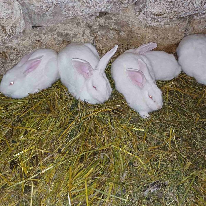 Продаються кролики