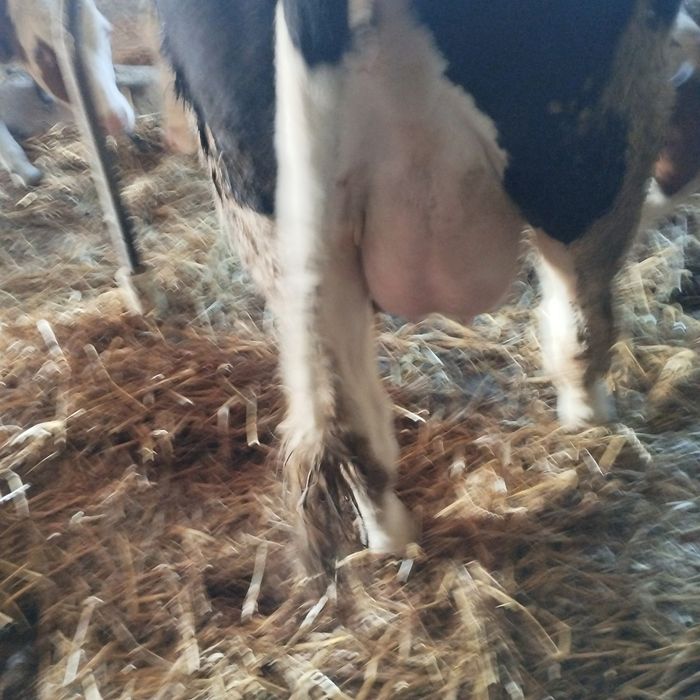 Sprzedam jałówkę wycielenie 9 kwiecień