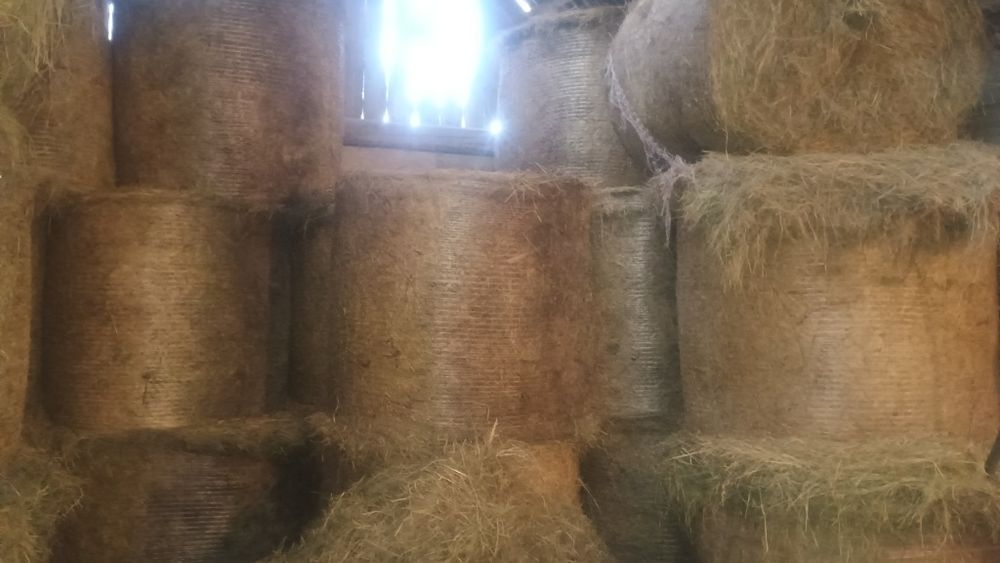 Siano pogodne że stodoły bele