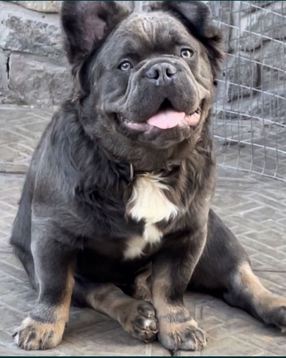 В'язка французького бульдога флаффі, fluffy