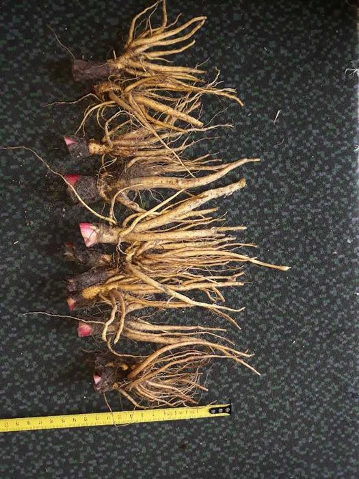 Sadzonki rabarbaru. Rabarbar