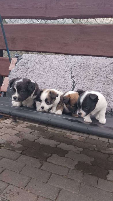 Oddam za darmo 4 pieski
