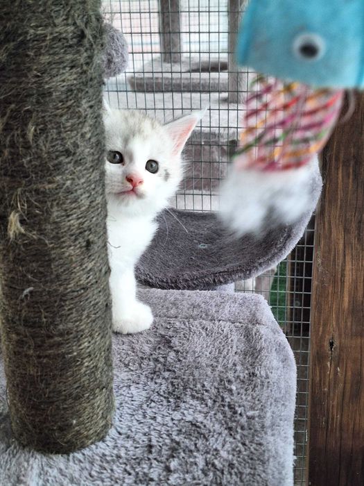 Gatinho Maine Coon