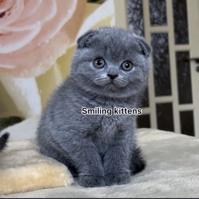 Гладкошерстні шотландські кошенята