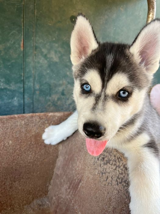 Husky siberiano macho