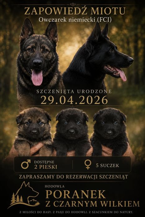 Owczarek Niemiecki FCI .Zapraszam do Rezerwacji