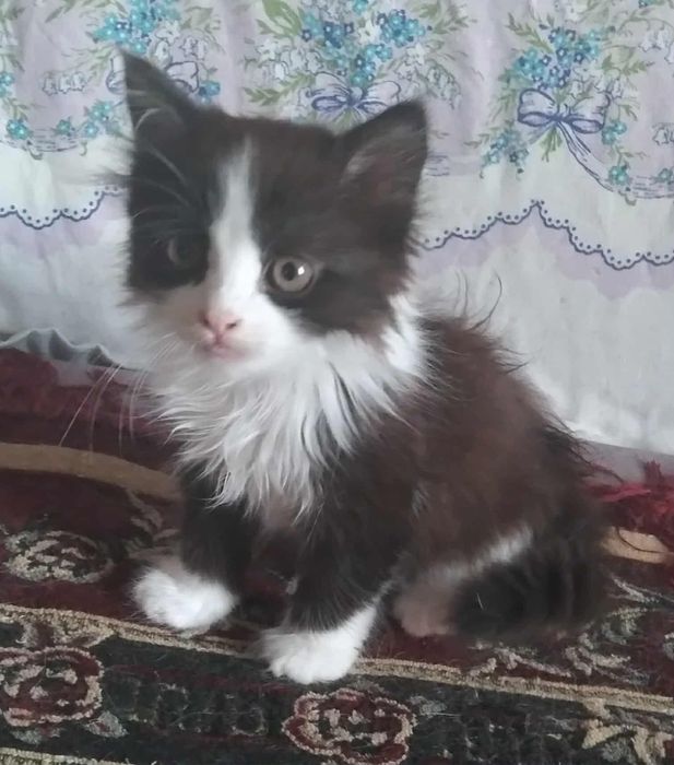 Пухнасте кошеня шукає господаря