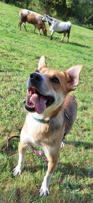 Pies pełen radości do adopcji – idealny na spacery