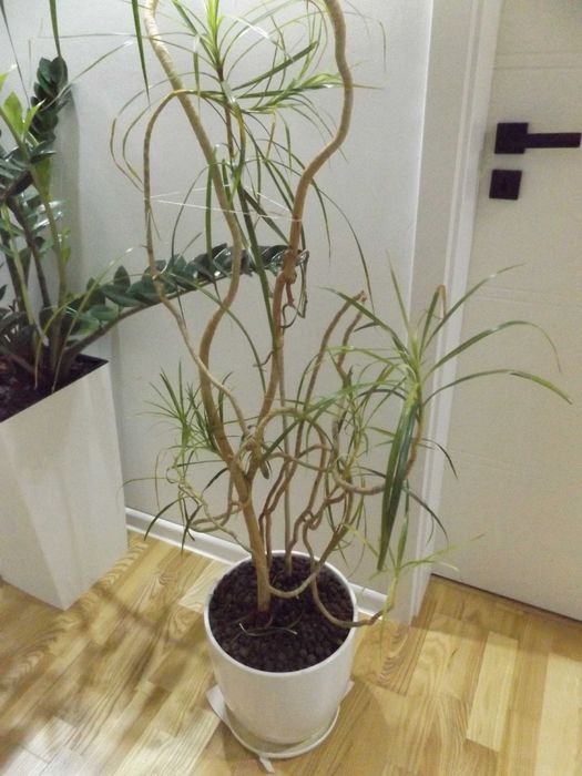 Dracena kwiatek duży zamienie na mniejszy