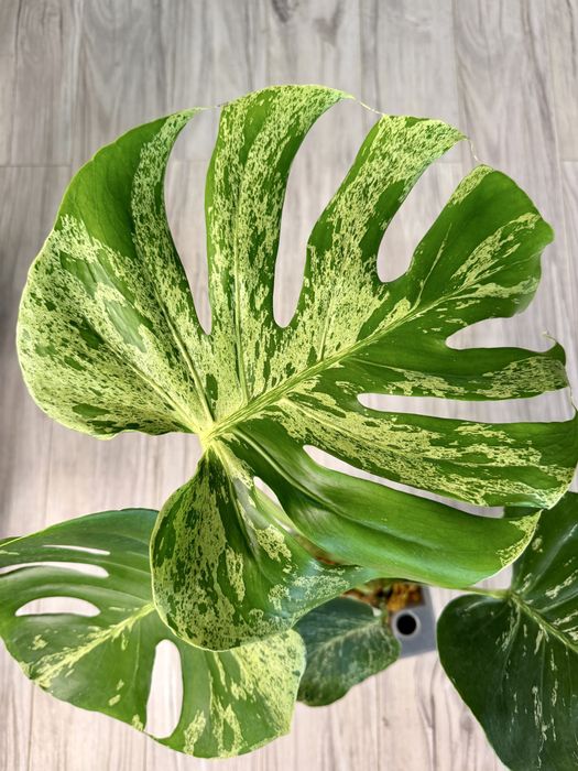 Monstera bulbosaur