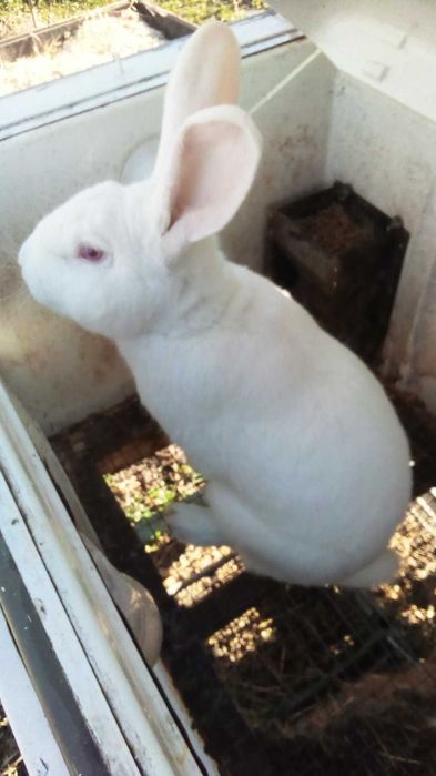 кролики   панони