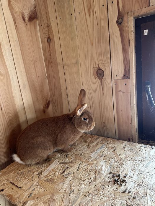 Król królik burgundzki
