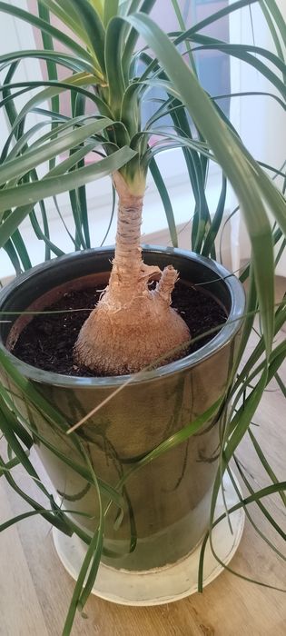 Nolina płożąca / palma