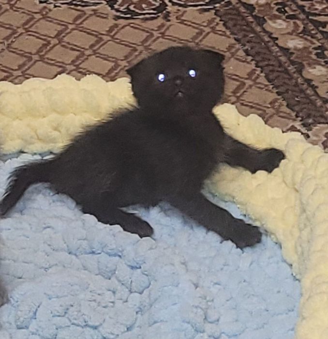 шотландские котята