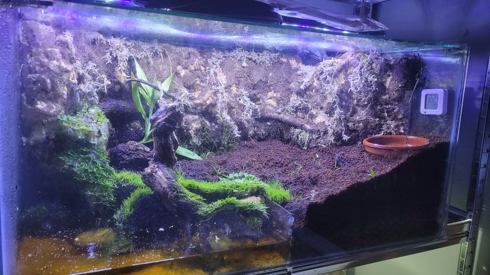 Paludário/Terrario Bioativo Completo 100L – Com LED, Cascata, Plantas, Camarões e Caranguejos Vampiros