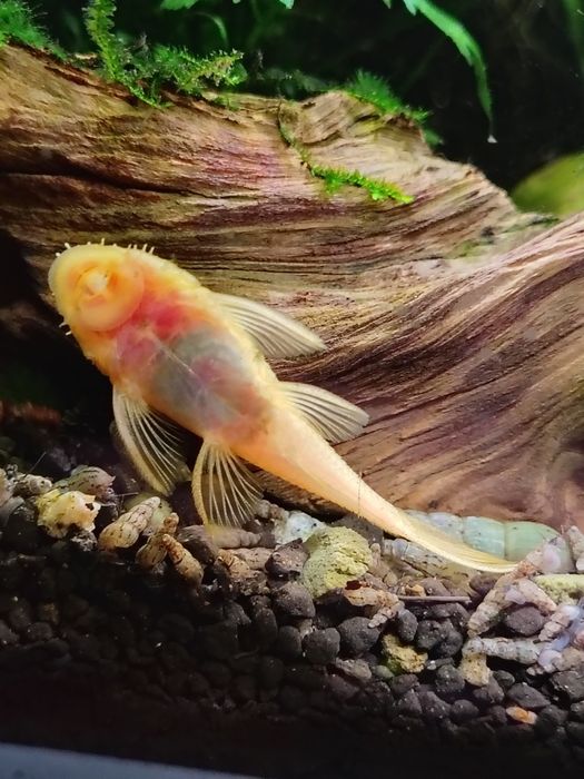 Glonojady ancistrus Gold L 144 niebieskookie